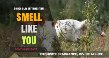 Do Dogs Lay on Things That Smell Like You?