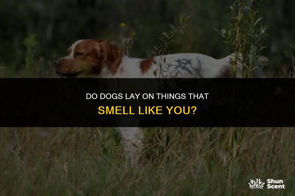 do dogs lay on things that smell like you