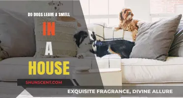 Canine Scents: Do Dogs Leave a Lasting Smell in Your Home?