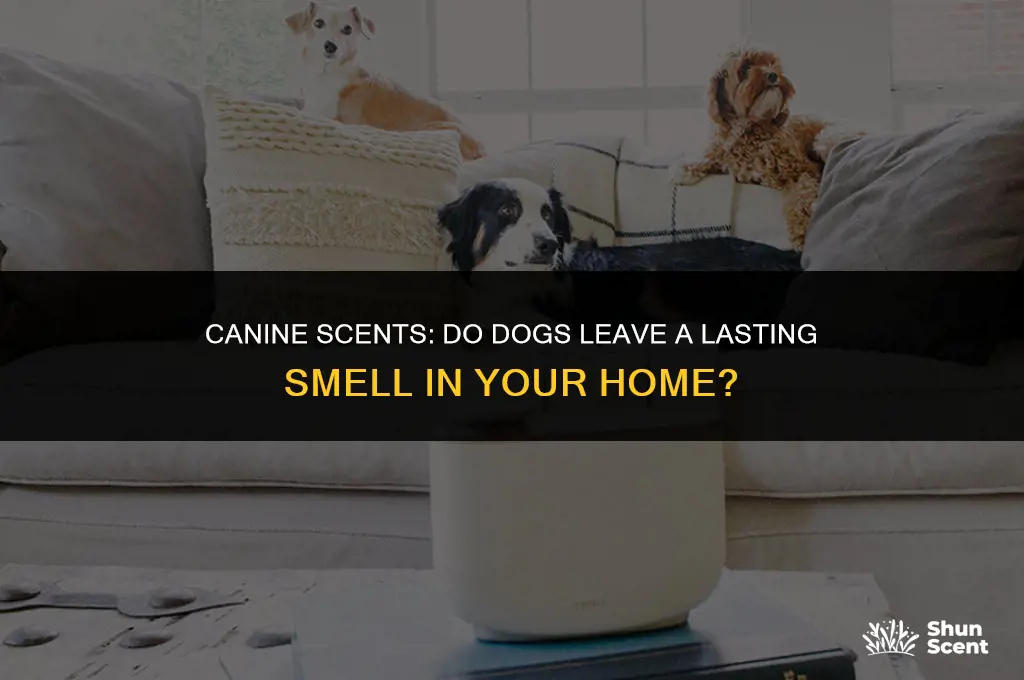 do dogs leave a smell in a house