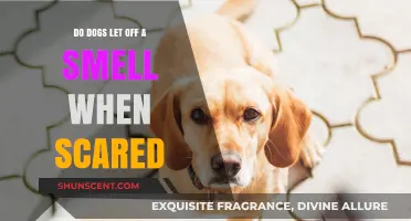 Canine Communication: Understanding Fear-Induced Scents in Dogs