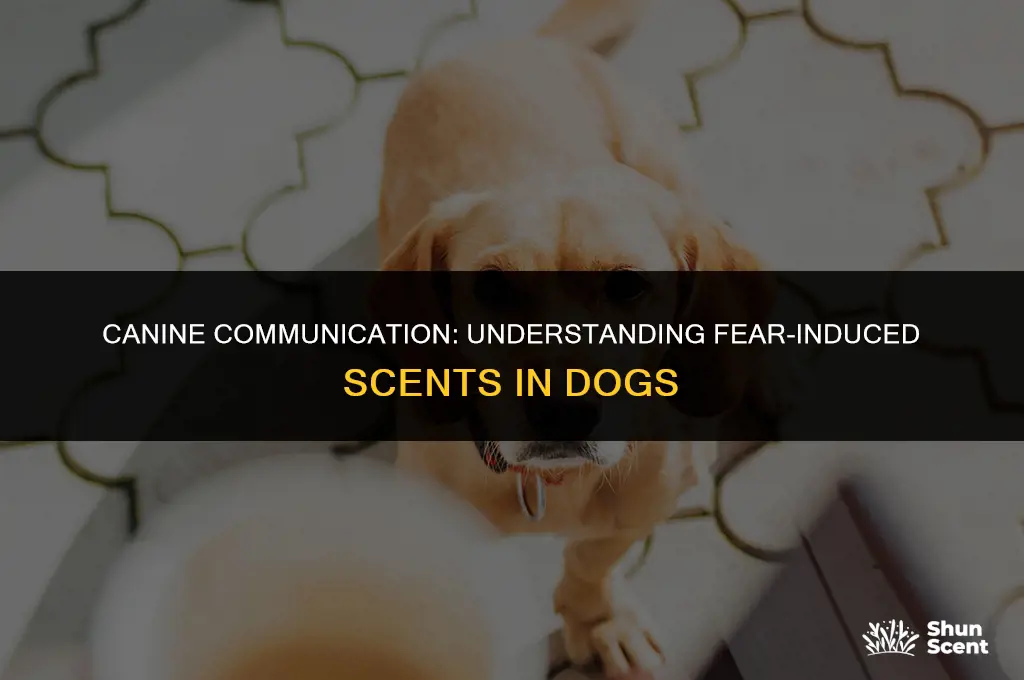 do dogs let off a smell when scared