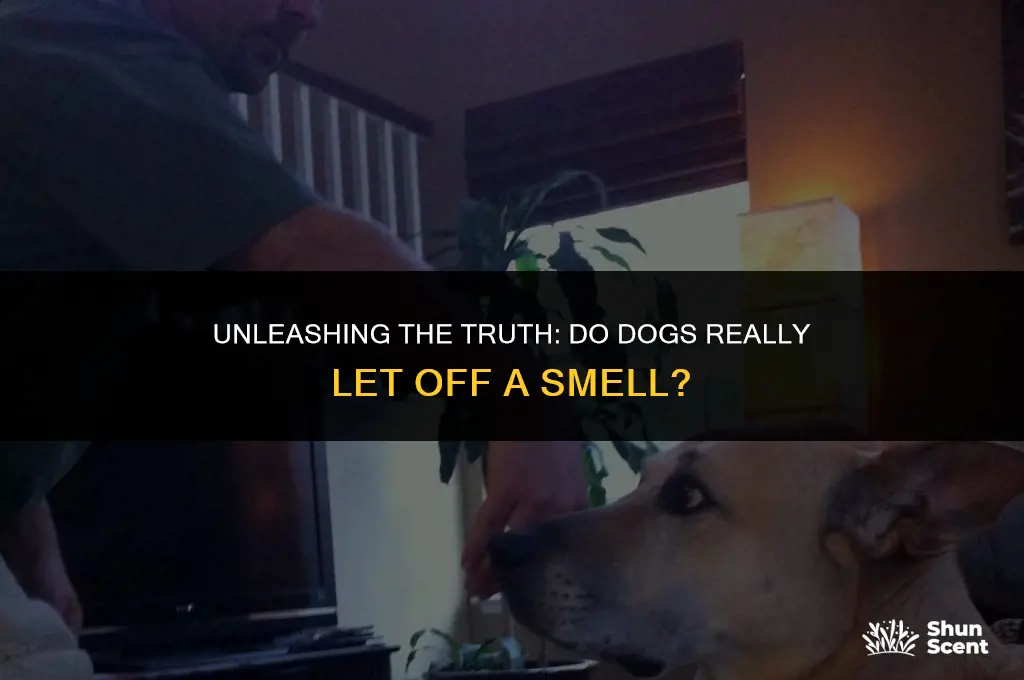 do dogs let off a smell