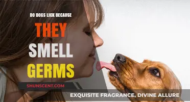 Canine Cleanliness: Do Dogs Lick to Detect Germs?