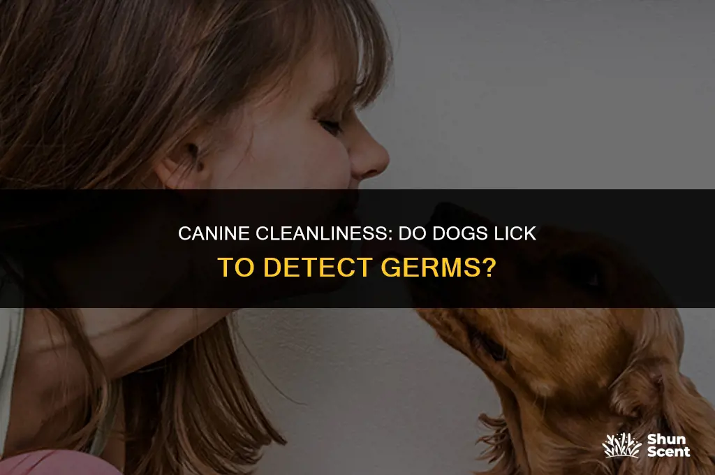 do dogs lick because they smell germs