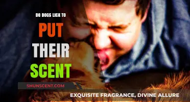 Why Dogs Lick: Scent Marking or Affection? Unraveling Canine Behavior