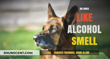 Canine Curiosity: Do Dogs Really Like the Smell of Alcohol?