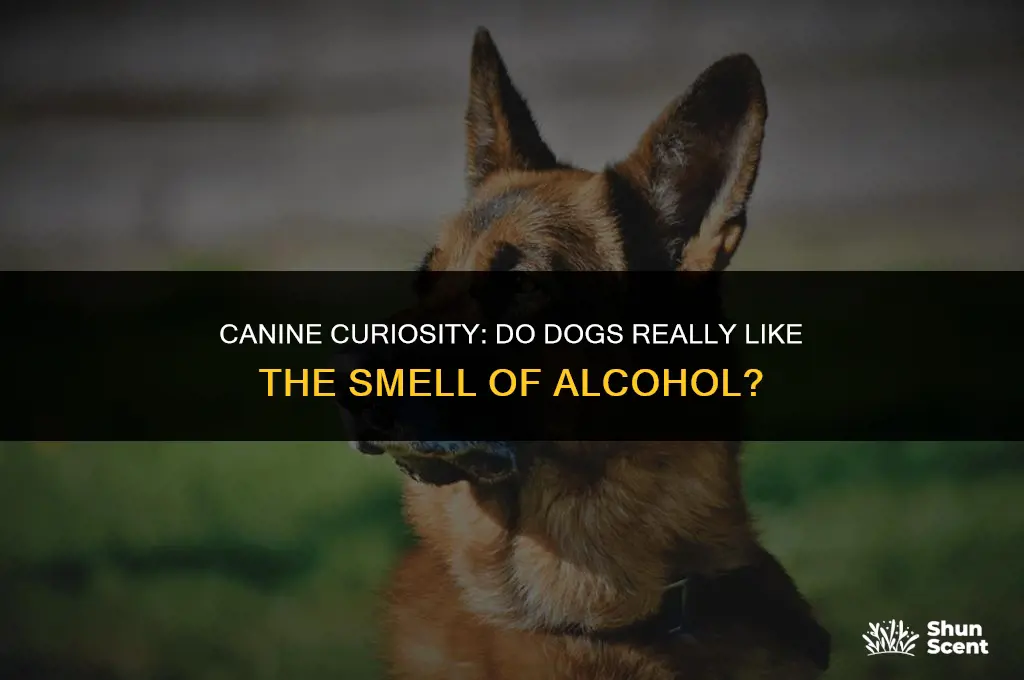 do dogs like alcohol smell