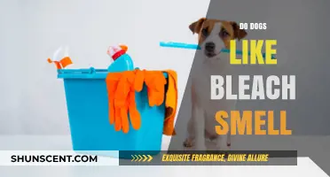 Do Dogs Like Bleach Smell? Understanding Canine Preferences