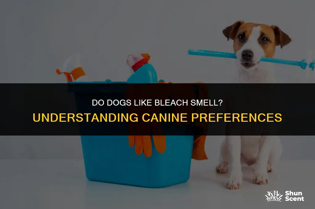 do dogs like bleach smell