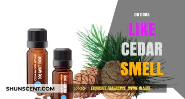 Exploring Canine Preferences: Do Dogs Delight in Cedar Scents?