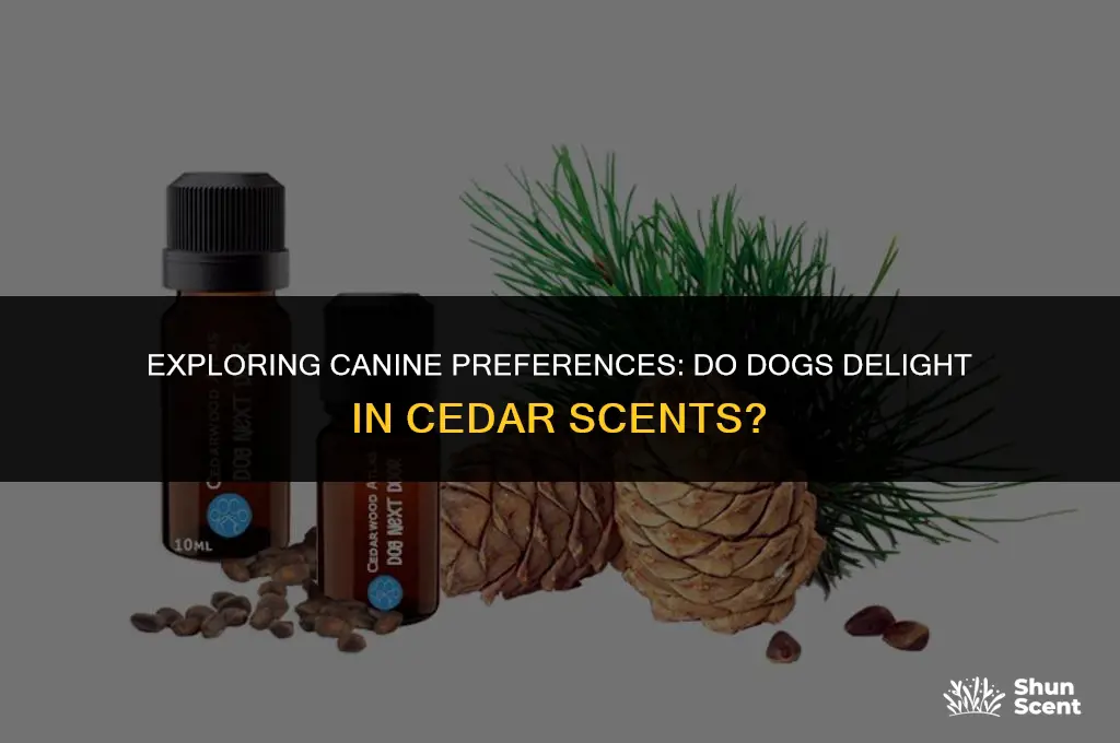 do dogs like cedar smell
