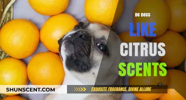 Do Dogs Like Citrus Scents? Exploring Canine Preferences and Reactions