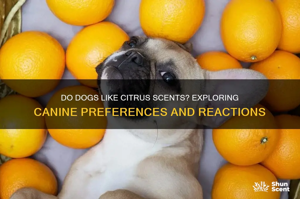 do dogs like citrus scents