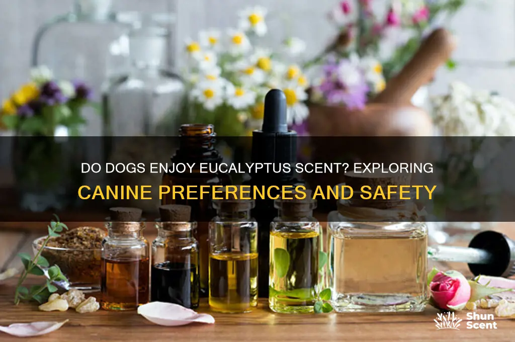 do dogs like eucalyptus scent