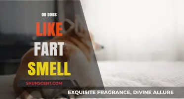 Exploring Canine Curiosities: Do Dogs Really Like Fart Smell?