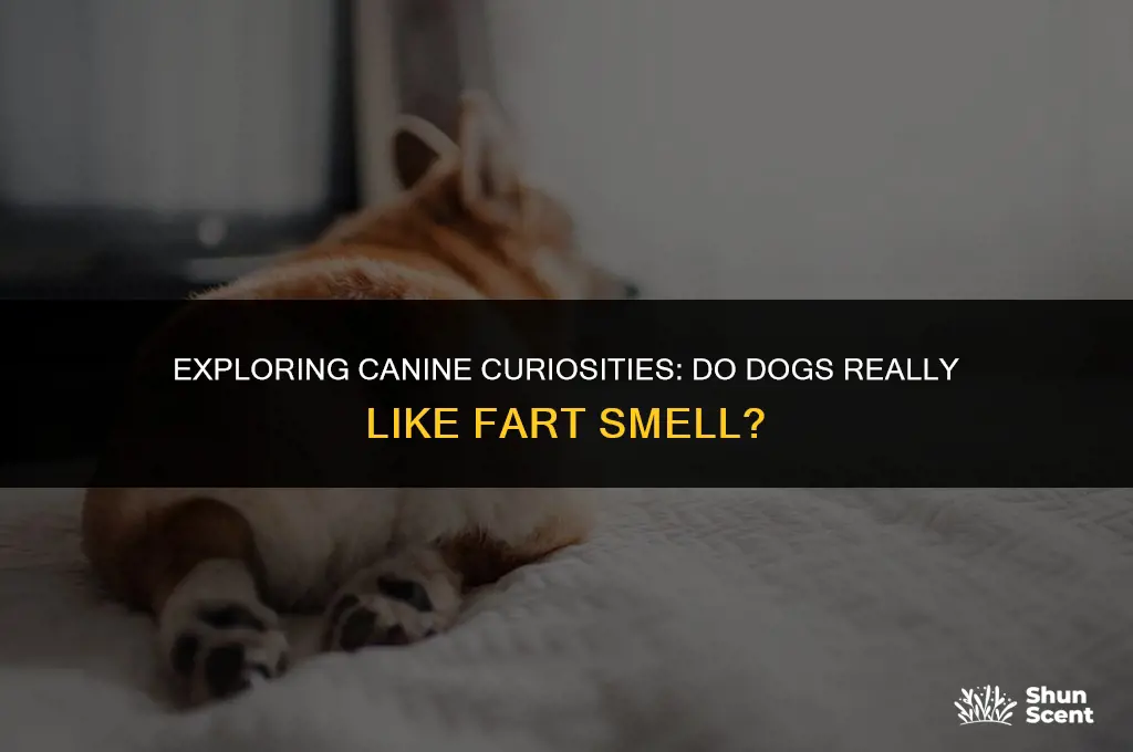 do dogs like fart smell
