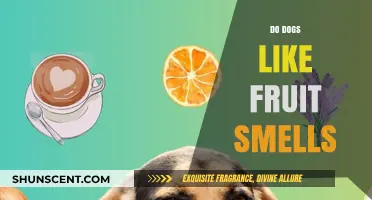 Do Dogs Like Fruit Smells? Exploring Canine Preferences