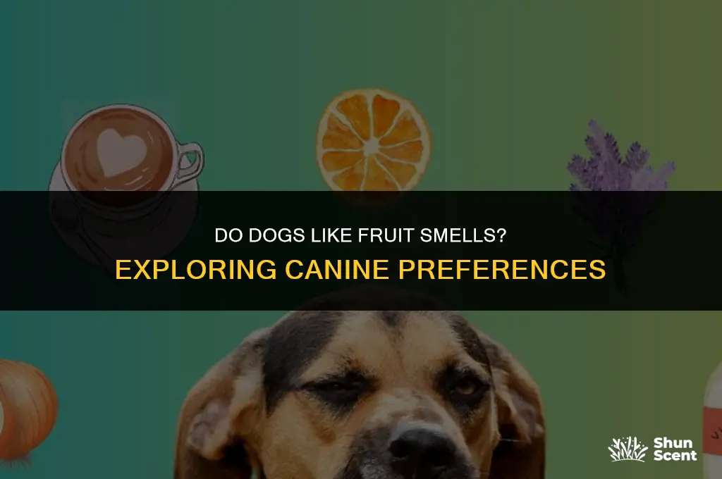 do dogs like fruit smells