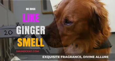 Canine Olfactory Preferences: Do Dogs Really Like Ginger?