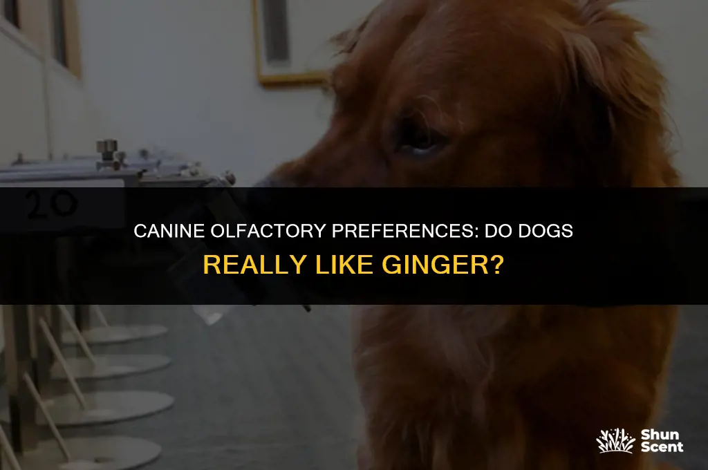 do dogs like ginger smell