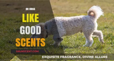 Do Dogs Prefer Pleasant Aromas? Exploring Canine Scent Preferences