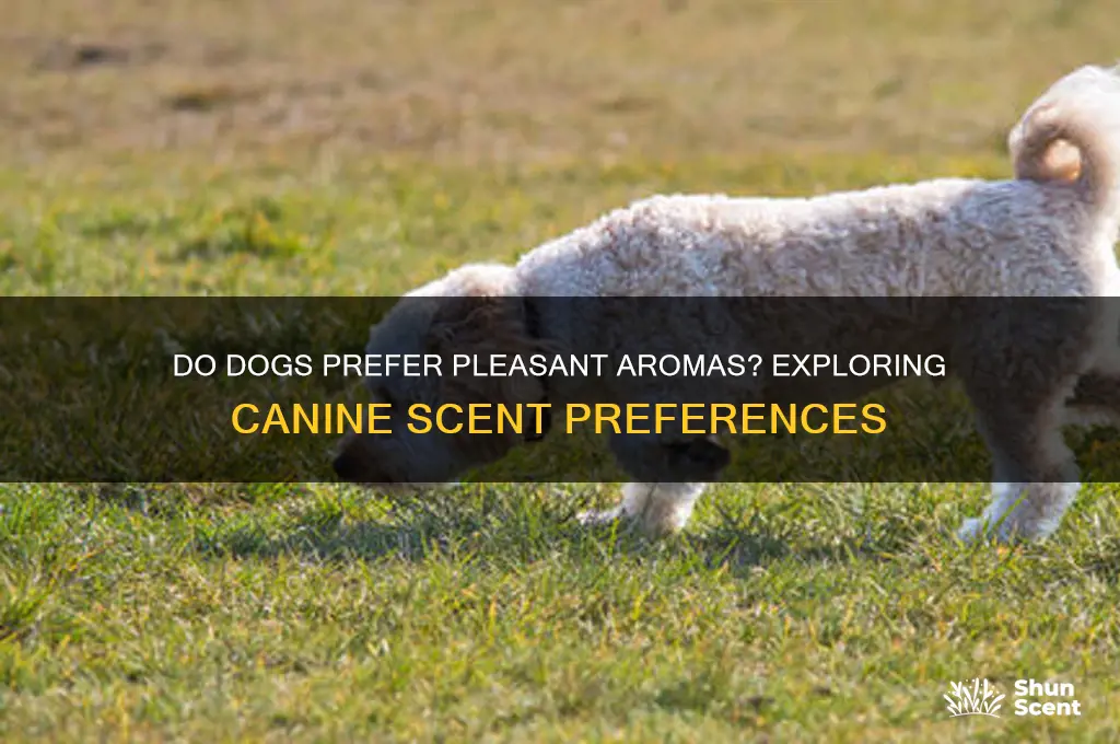 do dogs like good scents