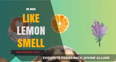 Canine Olfactory Preferences: Do Dogs Really Like Lemon Smell?