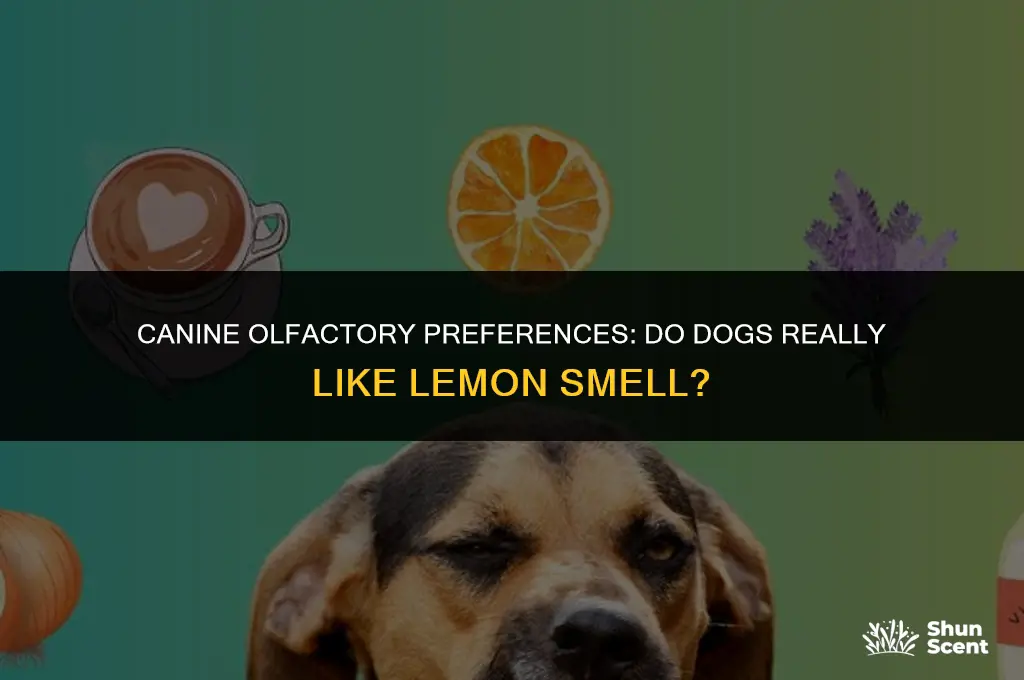 do dogs like lemon smell