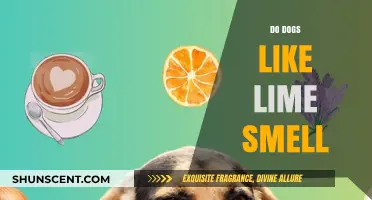 Canine Olfactory Preferences: Do Dogs Enjoy the Aroma of Lime?