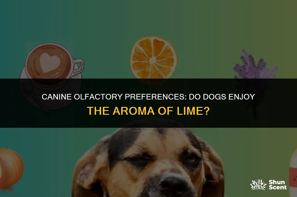 do dogs like lime smell
