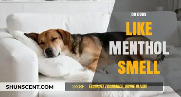 Exploring Canine Preferences: Do Dogs Enjoy the Menthol Scent?