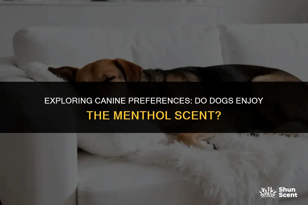 do dogs like menthol smell