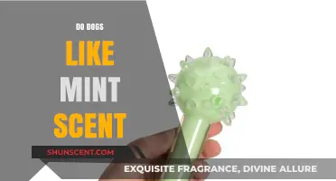 Do Dogs Enjoy Mint Scent? Exploring Canine Preferences and Reactions