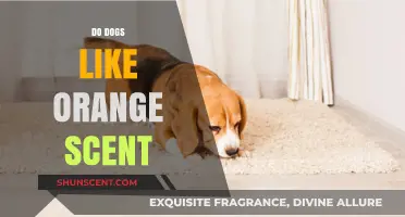 Do Dogs Enjoy Orange Scents? Uncovering Canine Olfactory Preferences