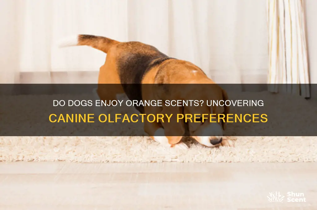 do dogs like orange scent