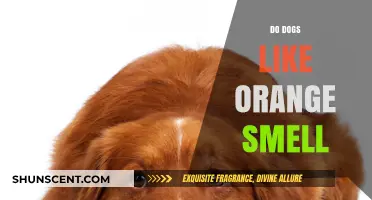 Canine Olfactory Preferences: Do Dogs Enjoy the Scent of Oranges?