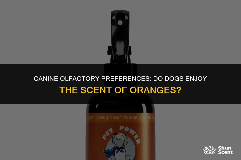 do dogs like orange smell