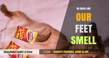 Do Dogs Like Our Feet Smell? Exploring Canine Olfactory Preferences