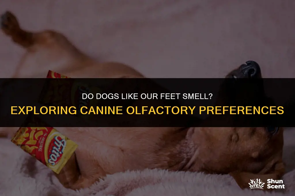 do dogs like our feet smell