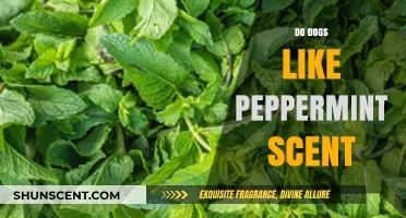Do Dogs Enjoy Peppermint? Exploring Canine Reactions to Minty Scents