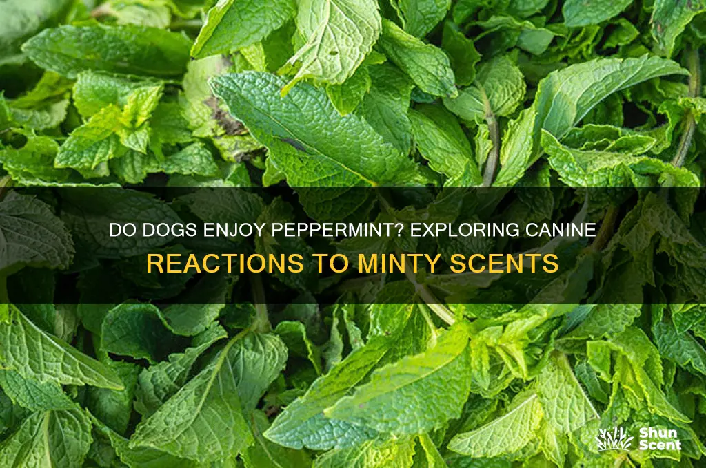 do dogs like peppermint scent