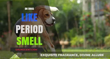Do Dogs Like Period Smell? Understanding Canine Behavior