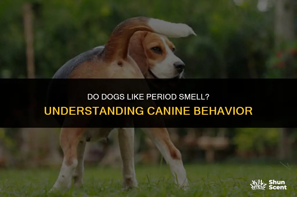 do dogs like period smell