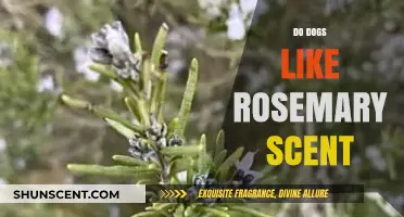 Do Dogs Enjoy Rosemary Scent? Uncovering Canine Olfactory Preferences