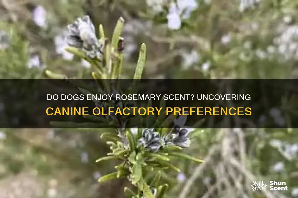 do dogs like rosemary scent