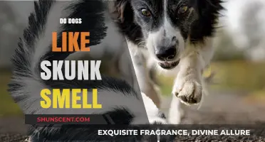 Do Dogs Like Skunk Smell? Unraveling Canine Olfactory Preferences