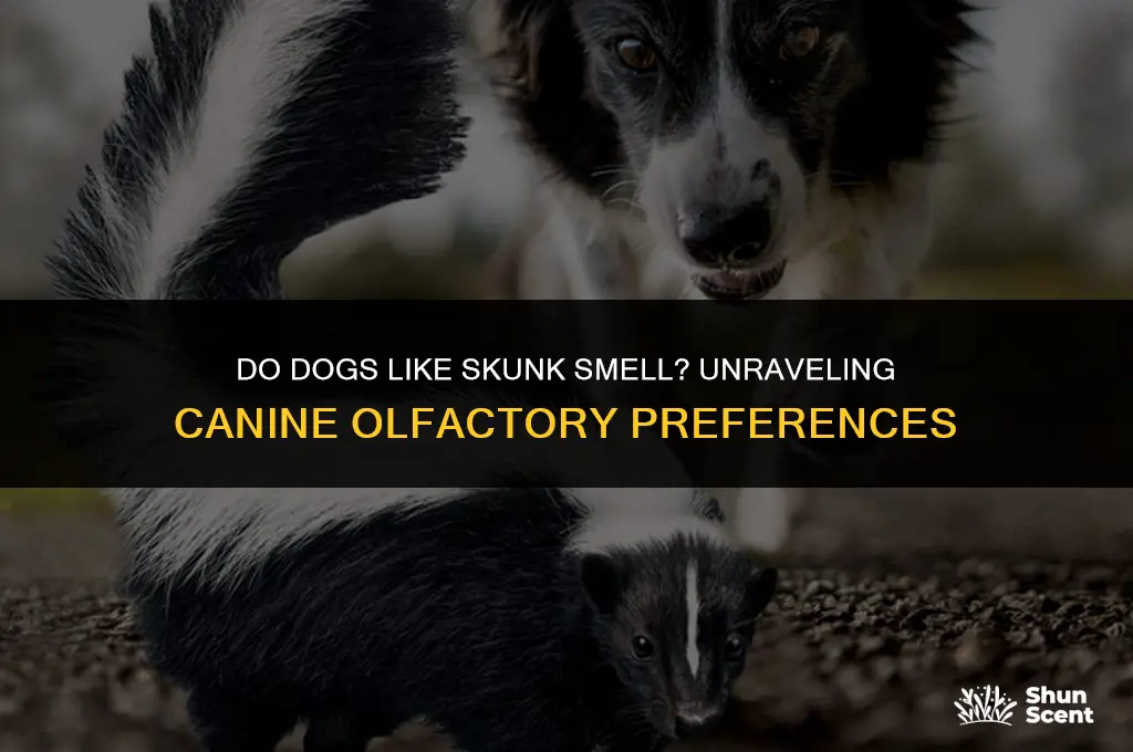 do dogs like skunk smell