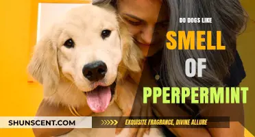 Peppermint Pup Preferences: Do Dogs Delight in This Fresh Scent?