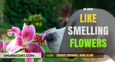 Do Dogs Like Smelling Flowers? Exploring Canine Scent Preferences